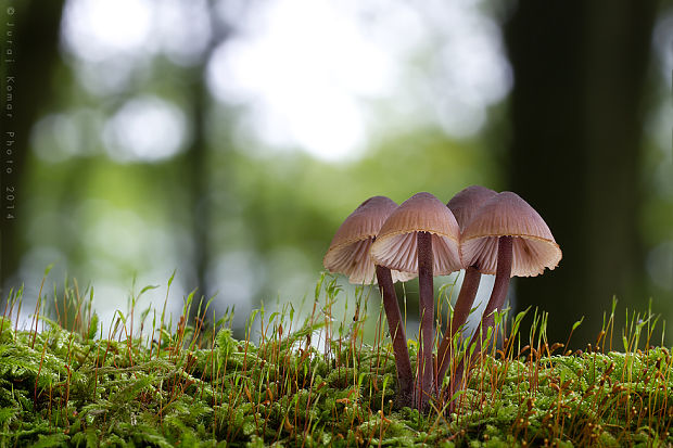 prilbička krvavomliečna Mycena haematopus (Pers.) P. Kumm.