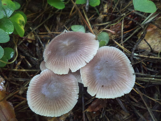 prilbička reďkovková Mycena pura (Pers.) P. Kumm.