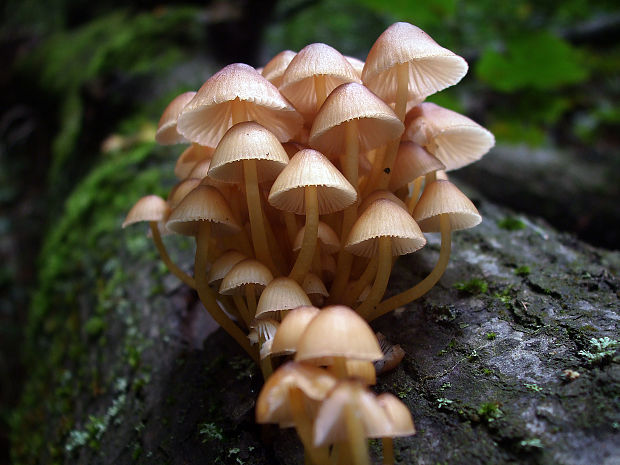 prilbička žltohlúbiková Mycena renati Quél.