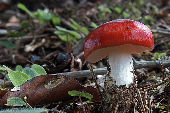 plávka  Russula  sp.