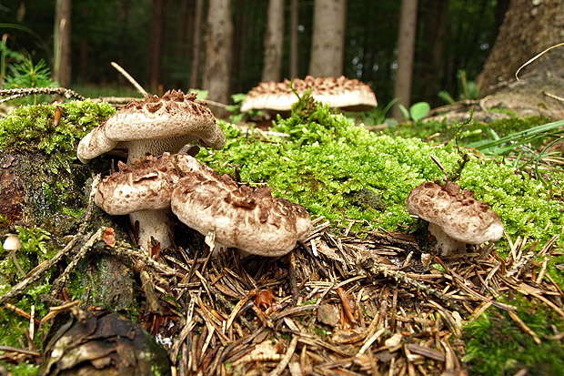 jelenkovec škridlicovitý Sarcodon imbricatus (L.) P. Karst.