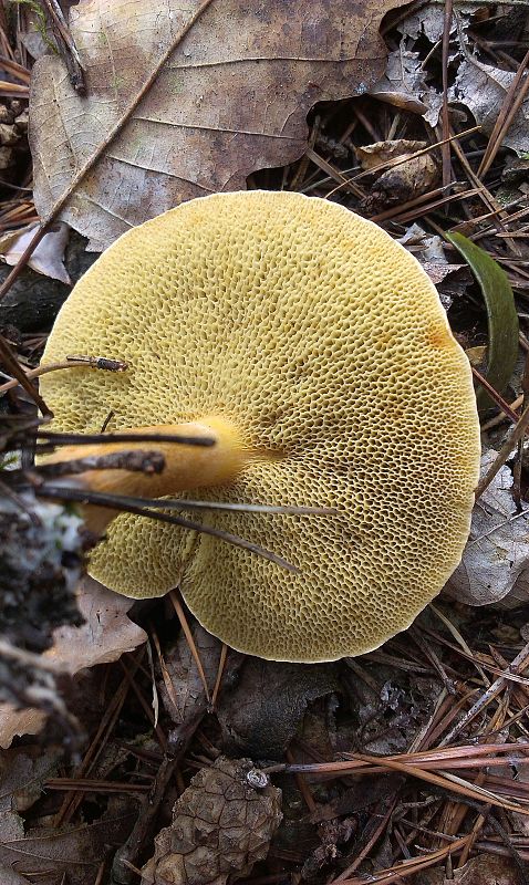 masliak kravský Suillus bovinus (Pers.) Roussel