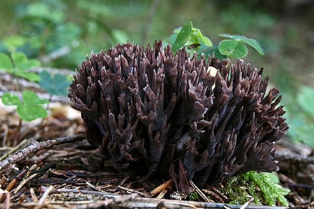 plesňovka smradľavá Thelephora palmata (Scop.) Fr.