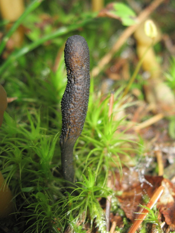 žezlovka srnková Tolypocladium ophioglossoides (J.F. Gmel.) Quandt, Kepler & Spatafora