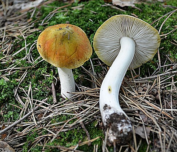 čírovka Tricholoma sp.