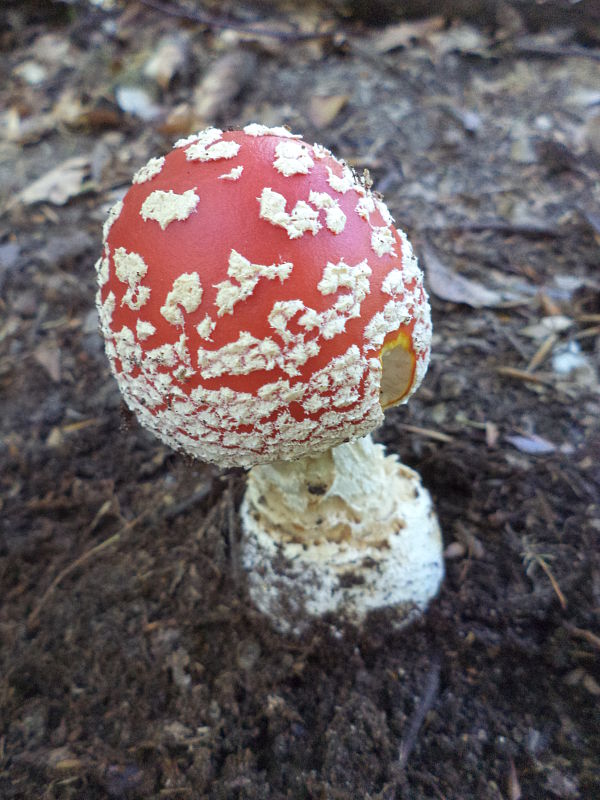 muchotrávka červená Amanita muscaria (L.) Lam.