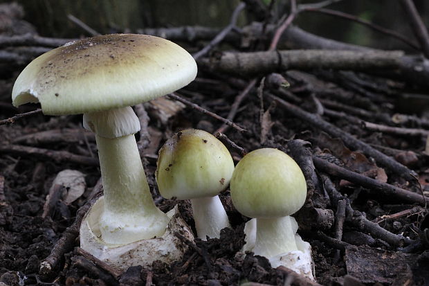 muchotrávka zelená Amanita phalloides (Vaill. ex Fr.) Link