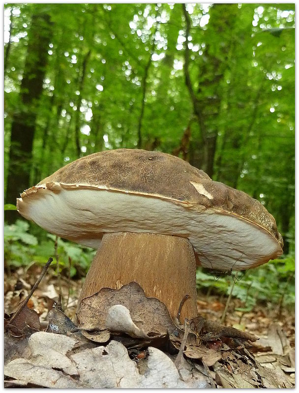 hríb bronzový Boletus aereus Bull. ex Fr.