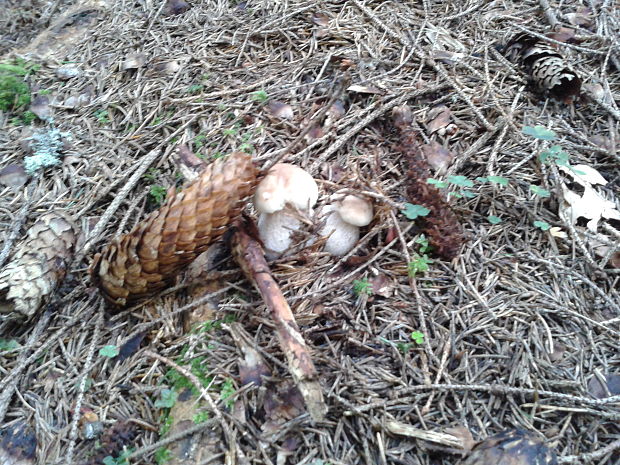 hríb smrekový Boletus edulis Bull.