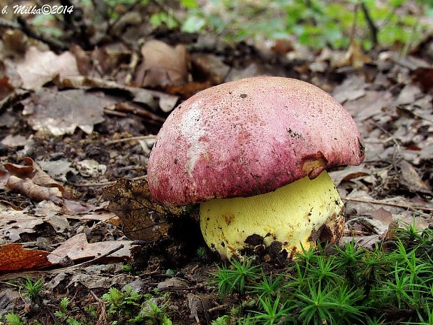 hríb kráľovský Butyriboletus regius (Krombh.) D. Arora & J.L. Frank