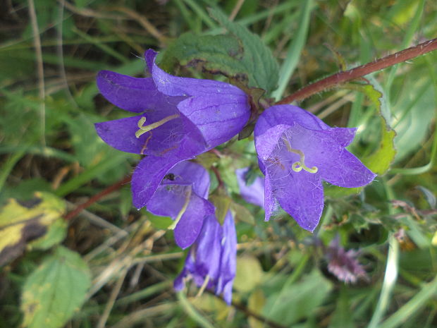 zvonček pŕhľavolistý Campanula trachelium L.