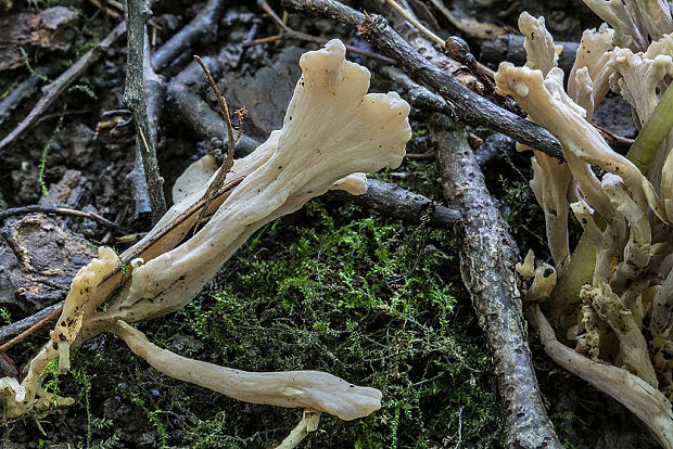 konárovka popolavá Clavulina cinerea (Bull.) J. Schröt.