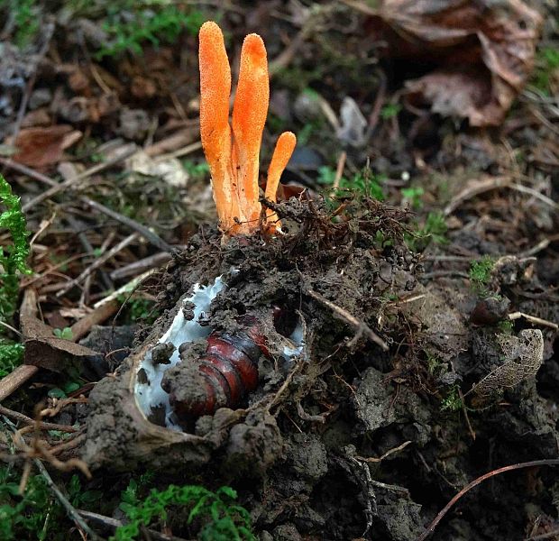 žezlovka hmyzová Cordyceps militaris (Fr.) Link