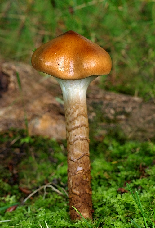 pavučinovec mazľavý Cortinarius trivialis J.E. Lange