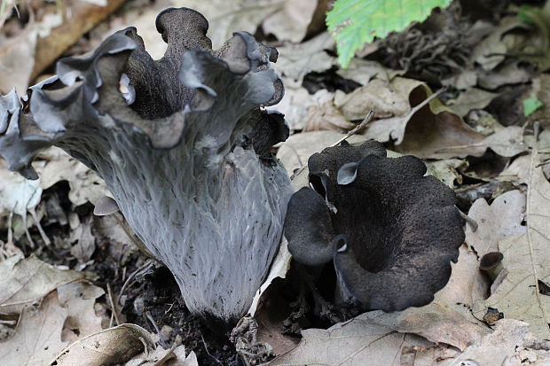 lievik trúbkovitý Craterellus cornucopioides (L.) Pers.