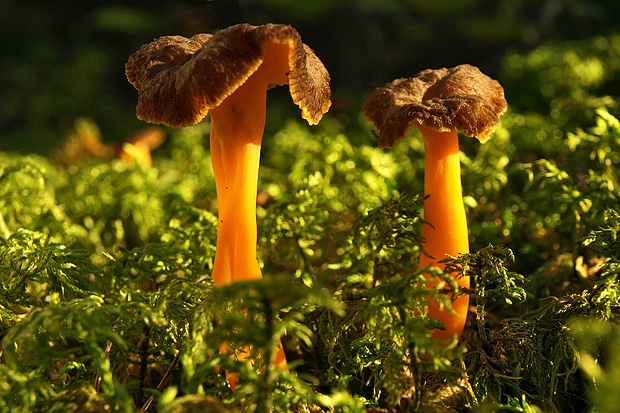 kuriatko lievikovité Craterellus tubaeformis (Fr.) Quél.