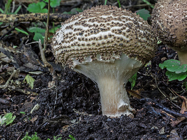 bedlička ostrošupinatá Echinoderma asperum (Pers.) Bon