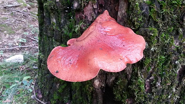 pečeňovec dubový Fistulina hepatica (Schaeff.) With.