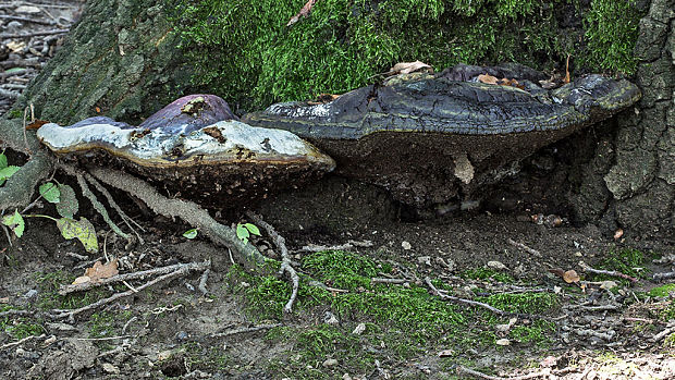 lesklokôrovka živicovitá Ganoderma resinaceum Boud.