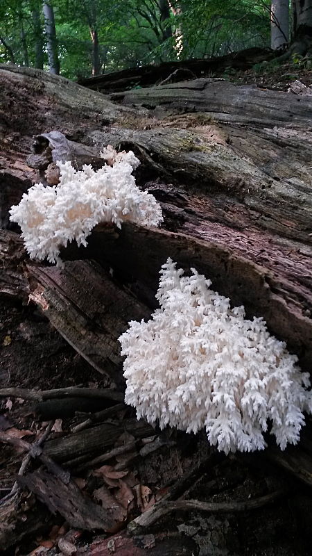 koralovec bukový Hericium coralloides (Scop.) Pers.