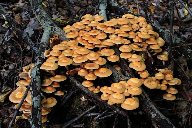 šupinačka menlivá Kuehneromyces mutabilis (Schaeff.) Singer & A.H. Sm.