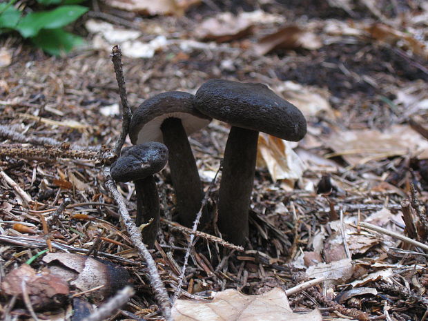 rýdzik čiernozamatový Lactarius lignyotus Fr.