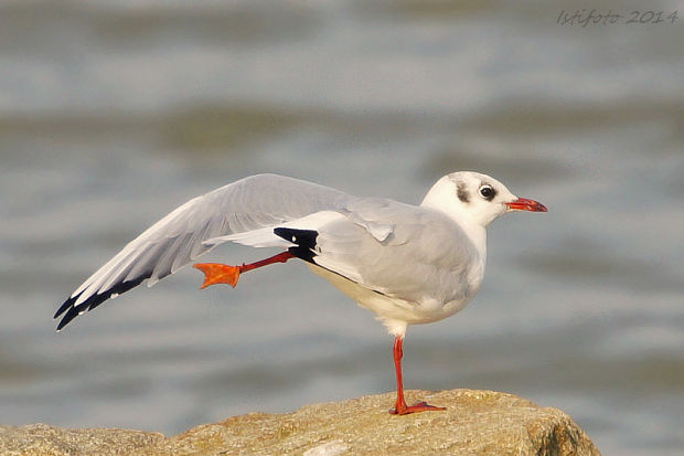 čajka smejivá Larus ridibundus