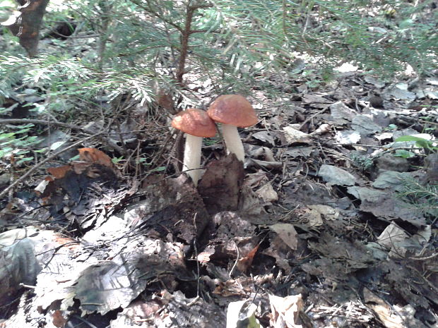 kozák osikový Leccinum albostipitatum den Bakker & Noordel.