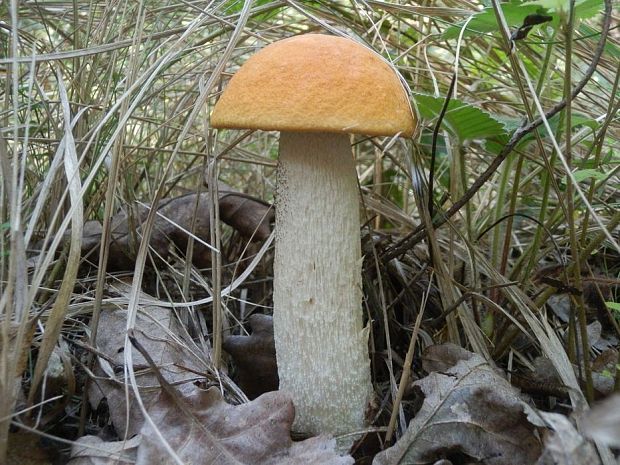 kozák dubový Leccinum aurantiacum (Bull.) Gray