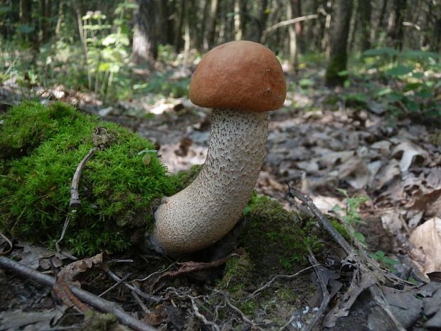 kozák dubový Leccinum aurantiacum (Bull.) Gray