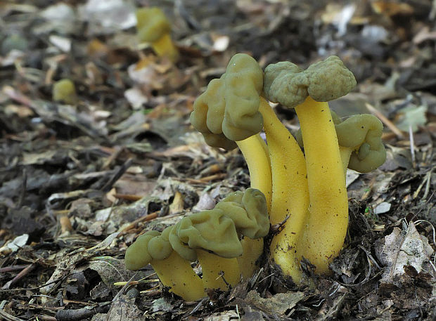 klincovka slizká Leotia lubrica (Scop.) Pers.