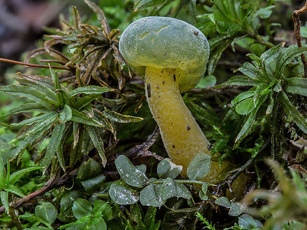 klincovka slizká Leotia lubrica (Scop.) Pers.