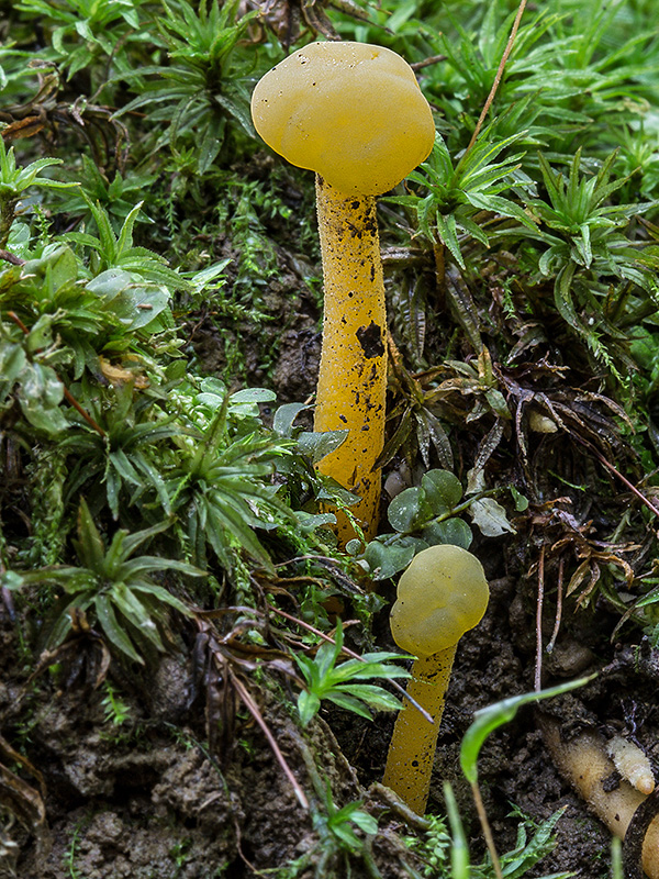 klincovka slizká Leotia lubrica (Scop.) Pers.