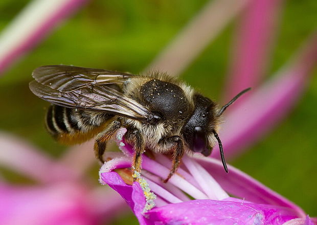 čalúnnica Megachile centuncularis