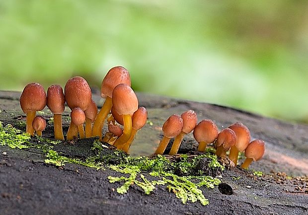 prilbička žltohlúbiková Mycena renati Quél.