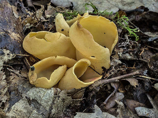 uško oslie Otidea onotica (Pers.) Fuckel