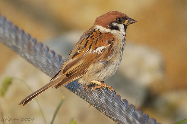 vrabec poľný Passer montanus