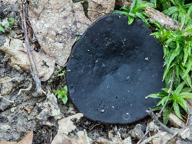 čiaška tmavomodrá Peziza saniosa Schrad.