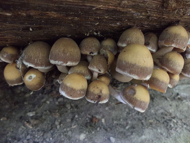 drobuľka Psathyrella sp.