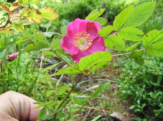 ruža ovisnutá Rosa pendulina L.