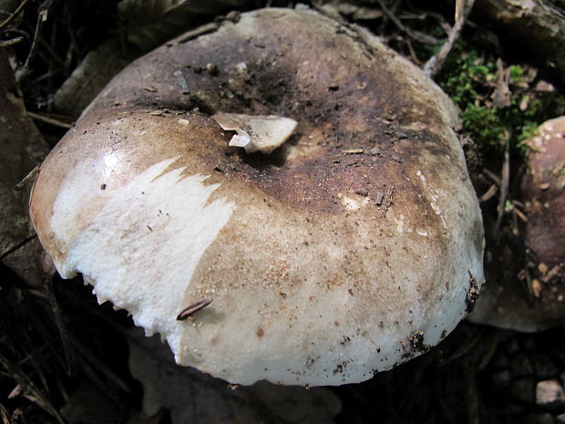 plávka černejúca Russula nigricans Fr.