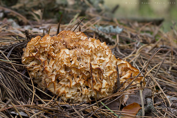 kučierka veľká Sparassis crispa (Wulfen) Fr.