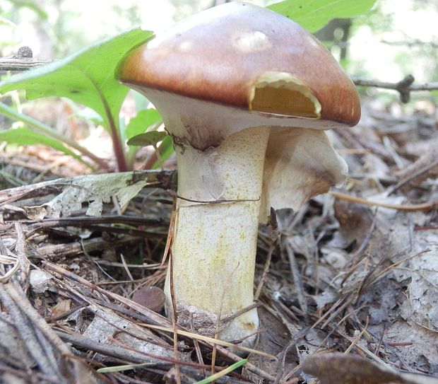 masliak obyčajný Suillus luteus (L.) Roussel