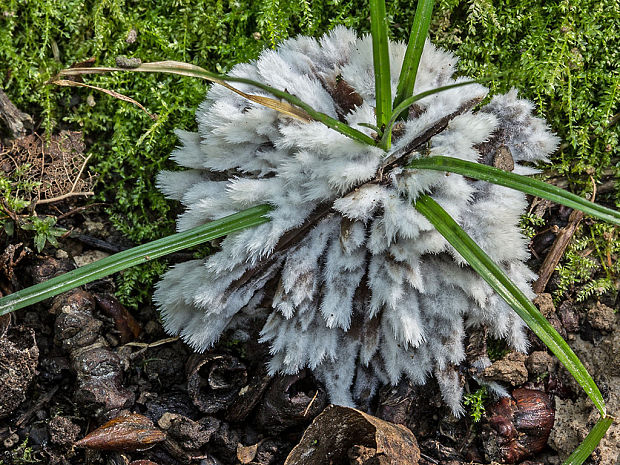 plesňovka belavohnedá Thelephora penicillata (Pers.) Fr.