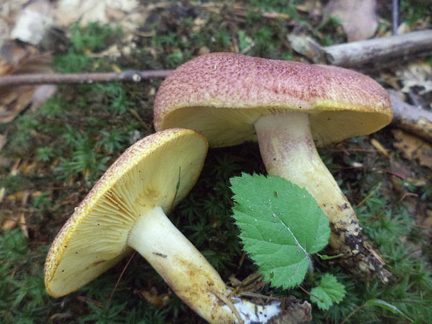 čírovec červenožltý Tricholomopsis rutilans (Schaeff.) Singer