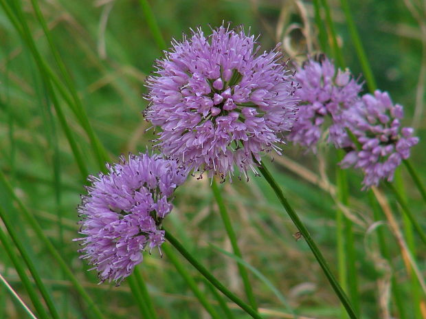 cesnak sivkastý horský Allium senescens subsp. montanum (Fr.) Holub