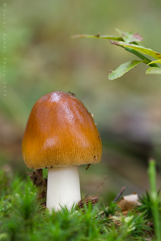 muchotrávka plavohnedá Amanita fulva Fr.