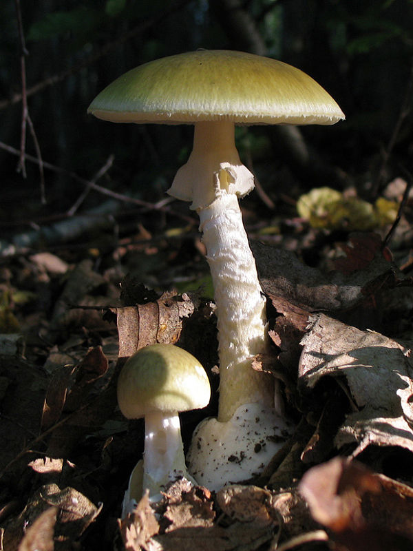 muchotrávka zelená Amanita phalloides (Vaill. ex Fr.) Link