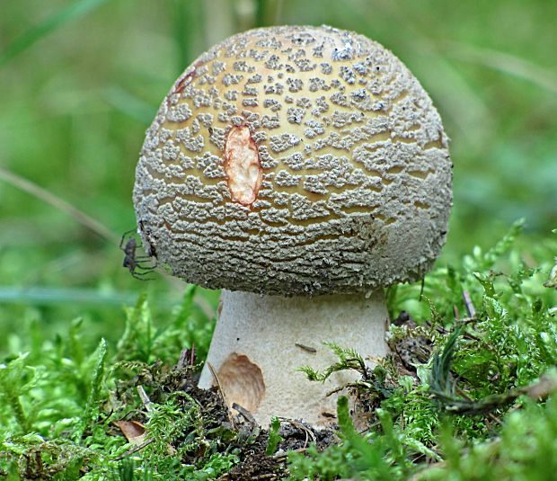 muchotrávka červenkastá-muchomůrka růžovka Amanita rubescens Pers.