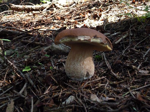 hríb smrekový Boletus edulis Bull.